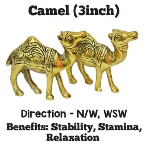Camel 3 Inch