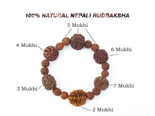 Nepali Rudraksha Bracelet 2 to 7 mukhi