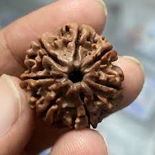 7 mukhi rudraksha benefits