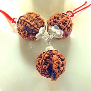 7 Mukhi Rudraksha One bead of Ganesha Mukhi Rudraksha