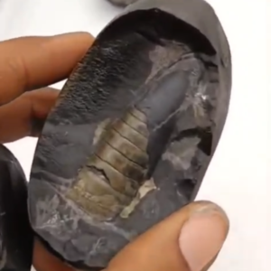 Shivling in Natural Shaligram Fossil