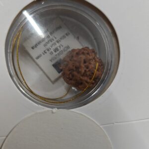 original nepali 1 mukhi Rudraksh