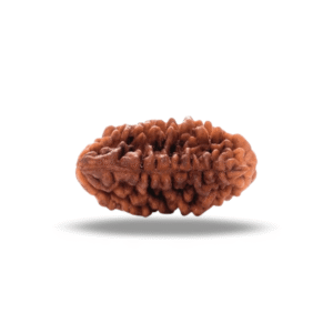 1 Mukhi Rudraksha
