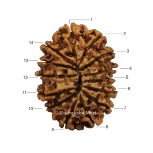 Original nepali 14 mukhi rudraksha