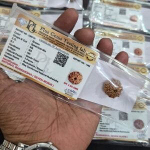 Original Nepali 7 Mukhi with certificate ✅