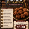 Nepali 6 Mukhi Rudraksha